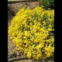 Corbeille d'or, Aurinia Saxatilis (ss esp Saxatilis)(fam. Brassicacees) (Europe cent. & ori.)(9)